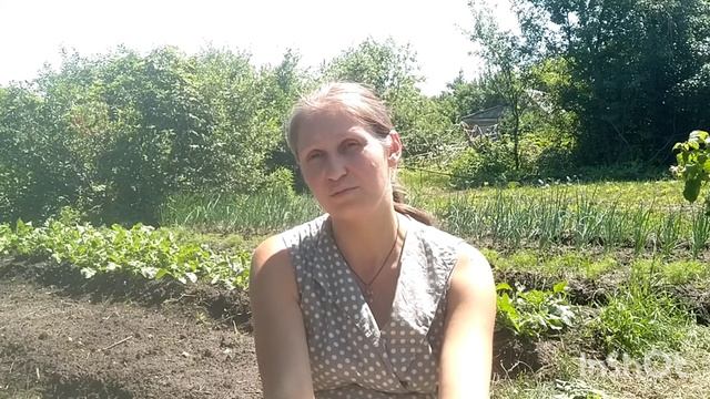 Как правильно выращивать дайкон? смотреть онлайн