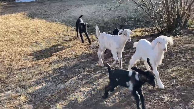 Козлята разного возраста))) смотреть онлайн