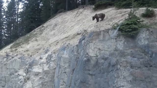 No Predator Can Catch Mountain Goats !! смотреть онлайн