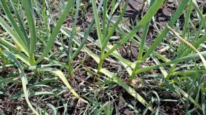 Природное земледелие