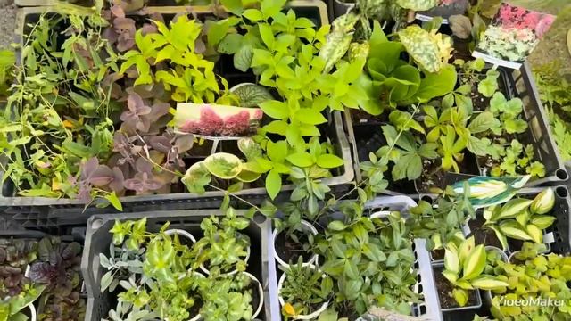 Флора 2023! Праздник Цветов в Омске! смотреть онлайн