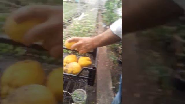 Срезка лимона и дегустация обещанная.  Продолжение в следующем видео.