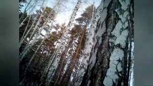 Березовый Кап или Сувель матерьял для рукоятей