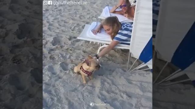 How To Make Love With New Friends | Puppies Love смотреть онлайн
