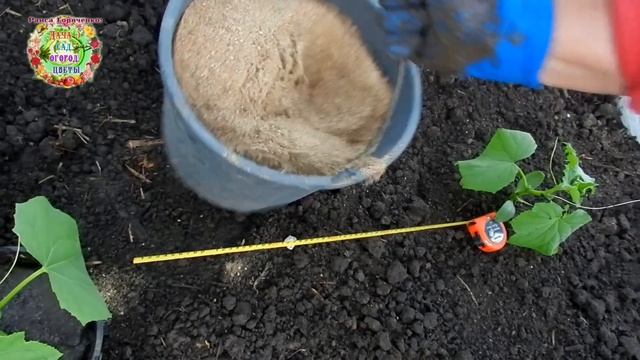 Как и когда посадить рассаду огурцов, чтобы получить большой урожай? Наш проверенный годами способ смотреть онлайн