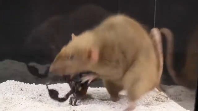 СКОРПИОН VS КРЫСА!!!КТО ПОБЕДИТ?? смотреть онлайн