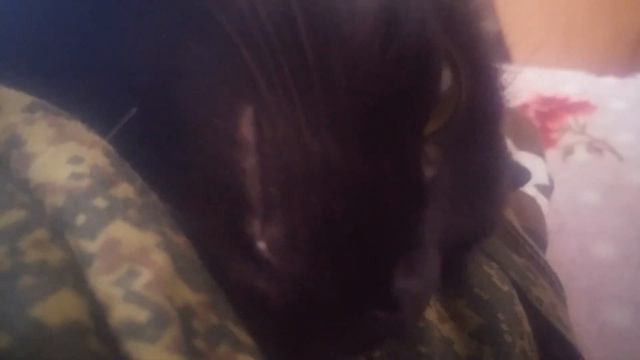 Кошке нравится что её гладят смотреть онлайн