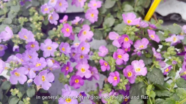 Florensis | Sutera MegaCopa™ смотреть онлайн