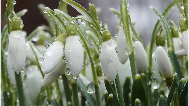 Galanthus / Подснежник смотреть онлайн