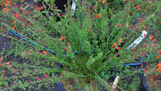 Scotch Broom Cytisus x 'Lena' Dallimorei смотреть онлайн