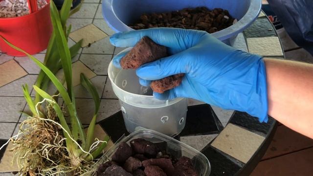 Вопрос к знатокам.Орхидея онцидиум , пересадка орхидеи. Oncidium sphacelatum. Альянс онцидиумовых. смотреть онлайн