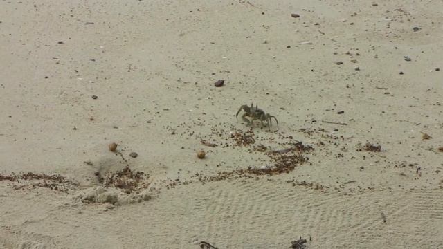 Seychelles Crabs on Cerf Island Beach HD смотреть онлайн