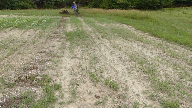 #149 Fertilizing Flowers - Trying To Give My Zinnias a Boost to Catch Up With The Sunflowers смотреть онлайн