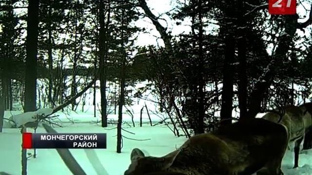 Лапландский заповедник отметил 90-летний юбилей смотреть онлайн