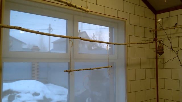 Обзор нового вольера для лесных птиц. смотреть онлайн