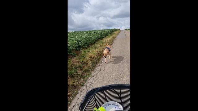 Onze nieuwe hond Maxxie. смотреть онлайн