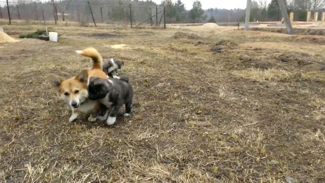 Корги и акита. смотреть онлайн