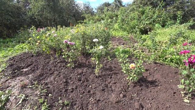 Стоимость КУРЕЙ Покупаем кур смотреть онлайн