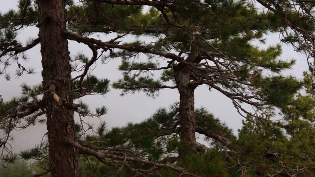 Корсиканский треккинг GR20 и то, что надо попробовать на Корсике смотреть онлайн