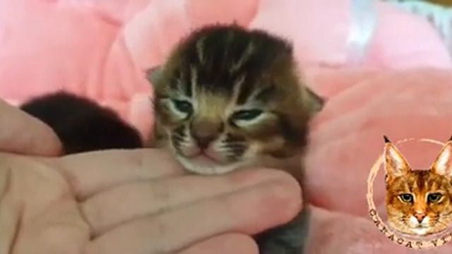 Caracat F3 From VIPLEO®. Каракет Ф3.