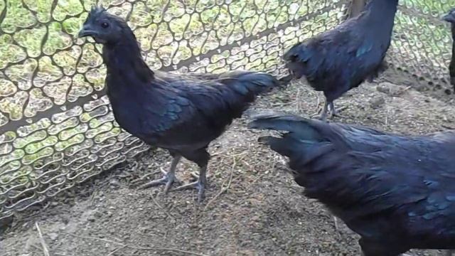 Аям Цемани (Ayam Cemani) смотреть онлайн