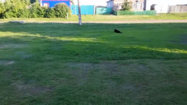 Пенопластовый самолёт летит над деревней.Вечерняя прогулка.