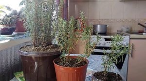 Выращивание розмарина дома и на даче