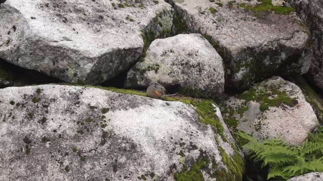 Пищуха кувыркается смотреть онлайн