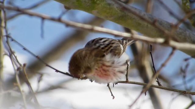 Чачотка звычайная пад маімі вокнамі! / Чечетка обыкновенная / Common redpoll (Acanthis flammea) смотреть онлайн