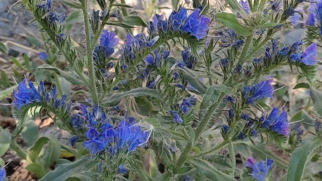 Добрый день! Счастье и мир вашему дому! смотреть онлайн