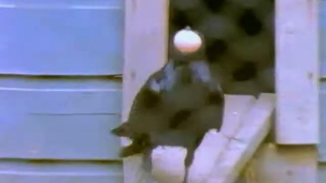 Как вороны воруют из сарая яйца смотреть онлайн