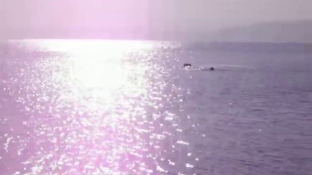 мой заплыв на тбилисском море 21.11.2010 смотреть онлайн