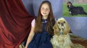 Американский кокер спаниель, немного о породе. American Cocker Spaniel, a bit about breed.