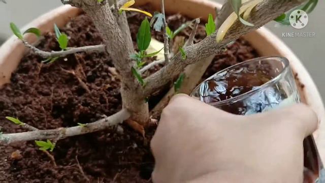 Best fertilizer for Hibiscus in summer |How to reduce mealybugs| #hibiscus смотреть онлайн
