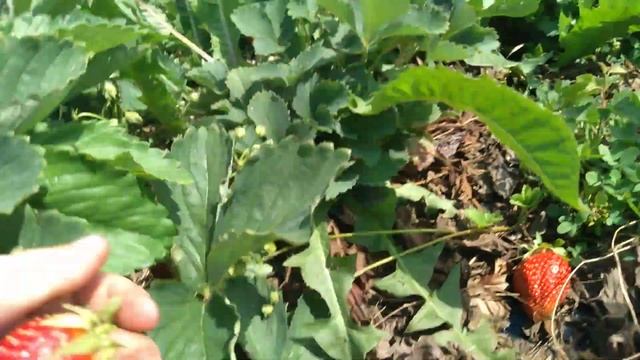 Клубника сорт Фестивальная 2 год плодоношения на заброшенном участке. 2 07.2023. смотреть онлайн