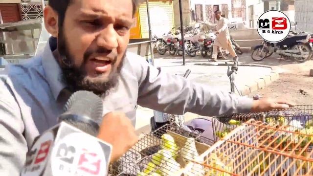 Lalukhait Birds Market Latest 18 December 2022 Update ||Albino Java Dove Finch Cocktail смотреть онлайн