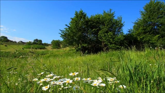 Элегия цветущей акации смотреть онлайн