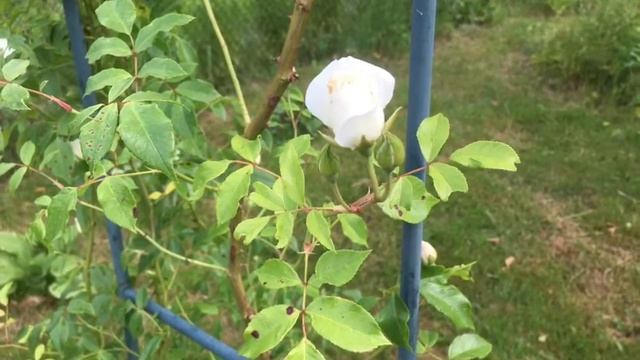 Приглашаю в мой сад. Розы, чубушники, пионы, клематисы, турецкая гвоздика, галардия, наперстянка. смотреть онлайн