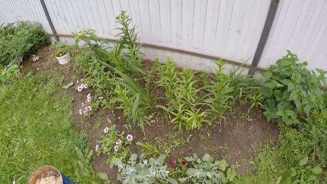 ТЛЯ АТАКУЕТ! ВЕДУ БОРЬБУ ПРОТИВ ТЛИ И СЛИЗНЕЙ. смотреть онлайн