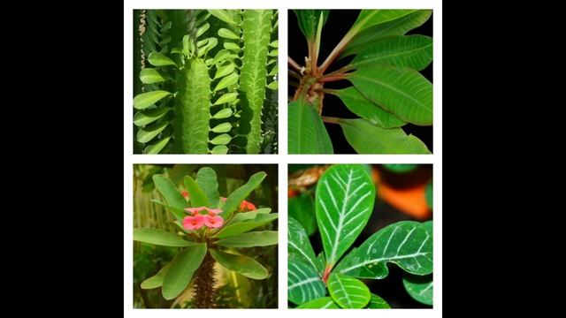 Урания мадагаскарская ? смотреть онлайн