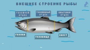 РЫБЫ их внешний вид и строение.