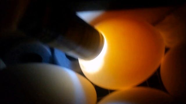 Как ПРОСВЕТИТЬ гусиные яйца / Проверка на оплод смотреть онлайн