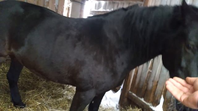 Лошадь в панике Одеваем недоуздок лошадь бесится от видя его