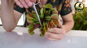 Лайфхак -осмотр Венериной мухоловки