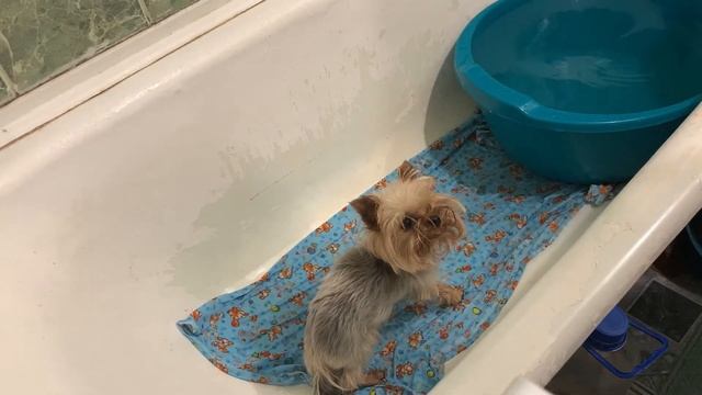 Как мыть Йорка.Банный день смотреть онлайн