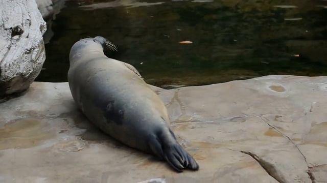 Тюлени в зоопарке Франкфурта-на-Майне \ Seehunde im Zoo von Frankfurt am Main смотреть онлайн