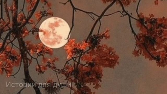 За последние деньги оплатила продукты старушке, а на утро её ждал сюрприз смотреть онлайн