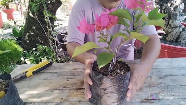 PAANO MAG WIRE NG BOUGAINVILLEA - BASIC BONSAI WIRING | Royale Garden Sales смотреть онлайн