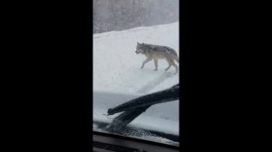 8 Жутких Встреч с Волками, Снятых На Камеру