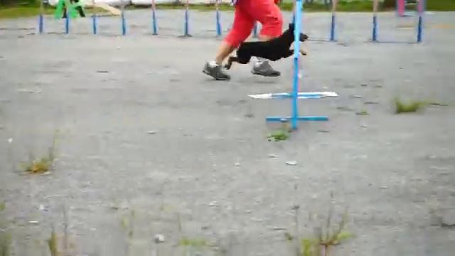 Аджилити в Хабаровске смотреть онлайн